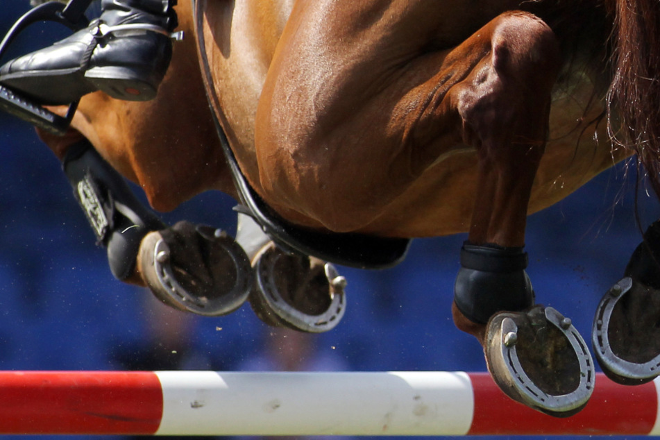 Das Pferd sollte an den Olympischen Spielen teilnehmen.