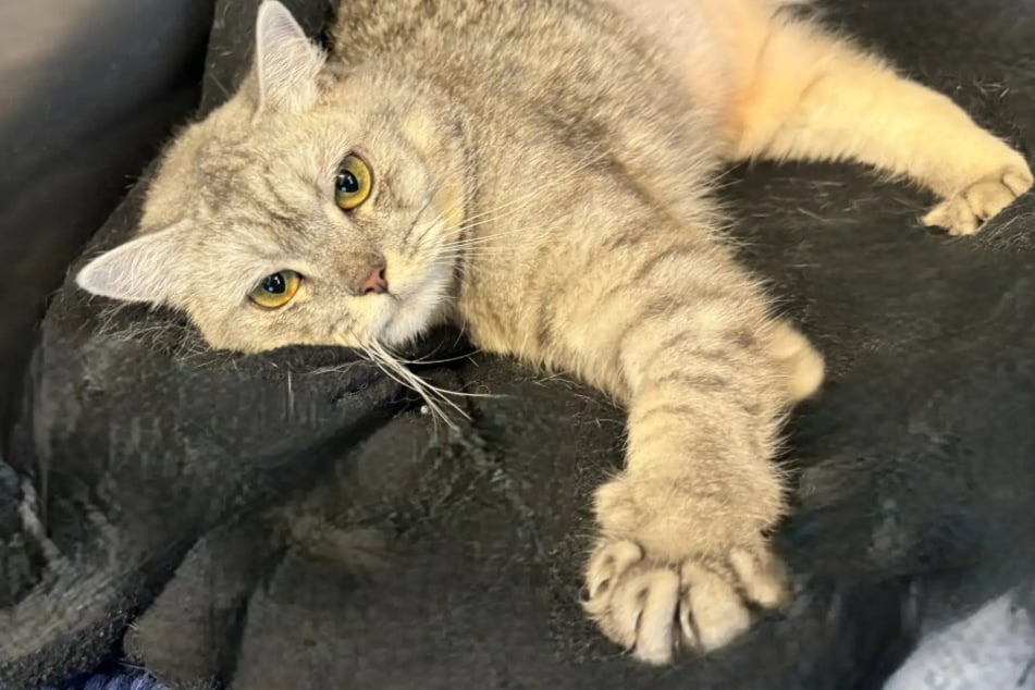 Sie hüpft auf drei Beinen durchs Leben: Gibt es ein Happy End für Katze Felida?