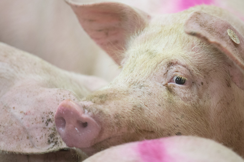 Anzeichen auf Kannibalismus: Familie wegen Misshandlung und Tötung von Schweinen vor Gericht