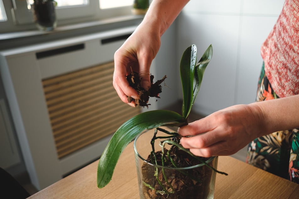 Für gut wachsende Orchideen muss ein Topf am besten lückenlos mit Substrat gefüllt werden.