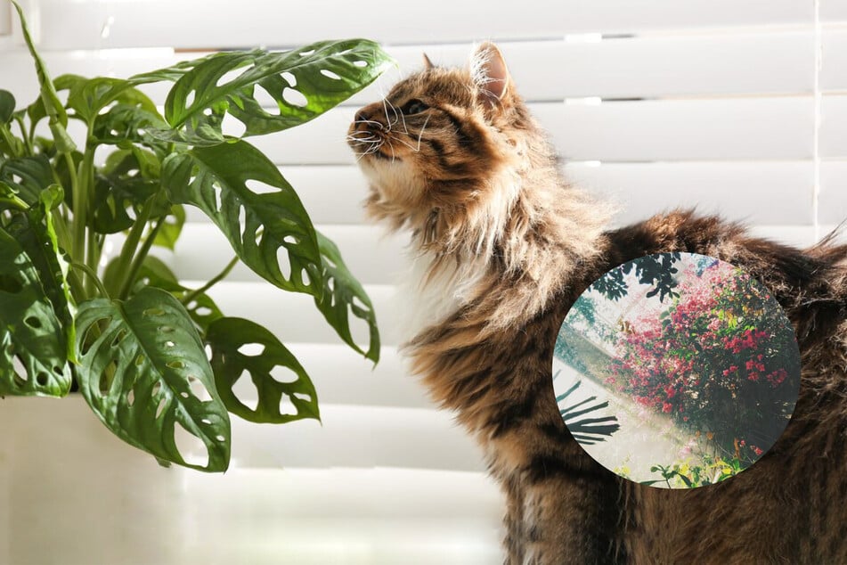 Some plants are poisonous to cats, others are not.