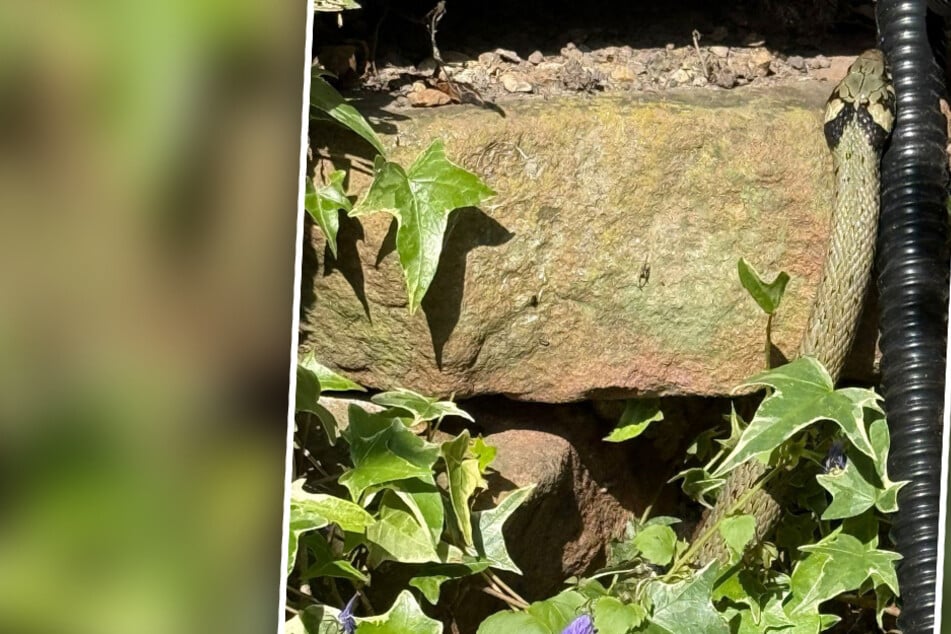 Mann findet plötzlich Schlange in seinem Garten