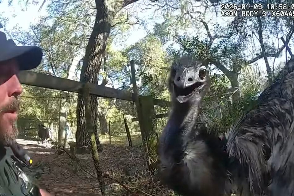 Ein Polizist des Sheriffs Office sichert den ausgebüxten Emu nach einer kurzen Verfolgung auf einer Landstraße in Florida.
