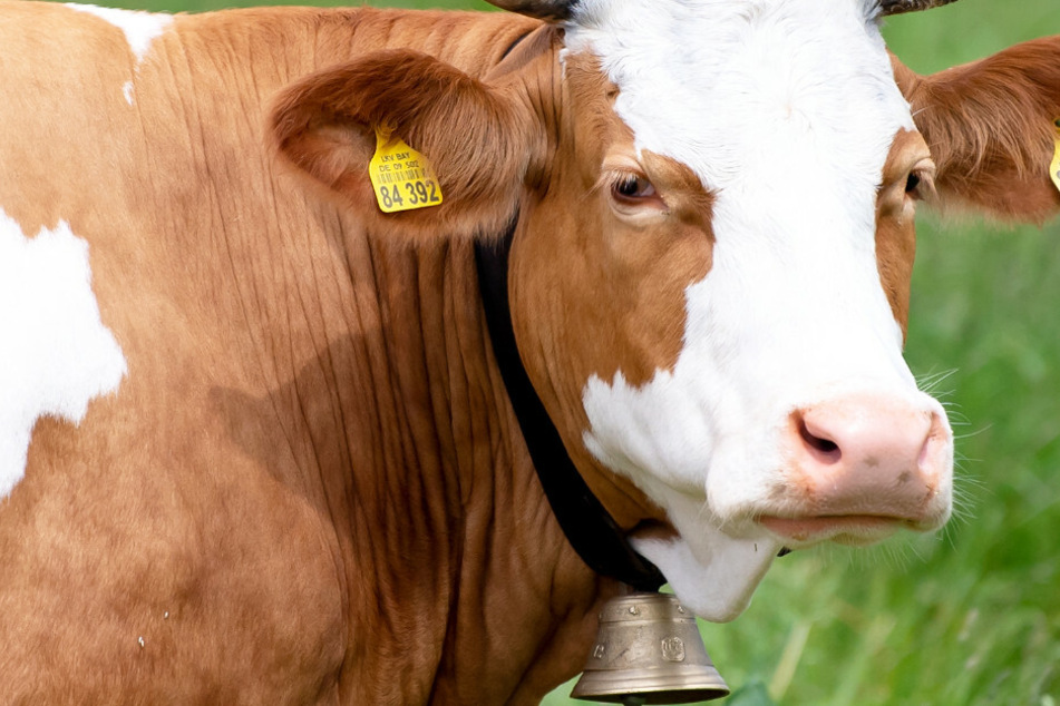Die wochenlange Flucht einer Kuh aus dem Unterallgäu hat in Schwabmünchen in Bayern nun trauriges ein Ende gefunden. (Symbolbild)