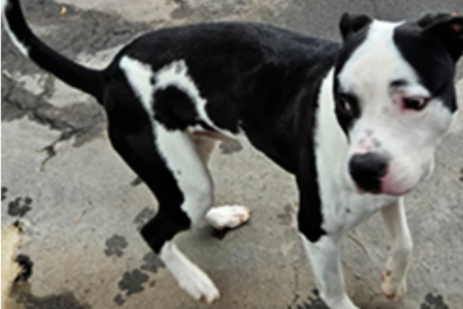 Tierfreunde brachten Bernd ins Tierheim, nachdem der Rüde durch die Straßen von Frankfurt geirrt war.