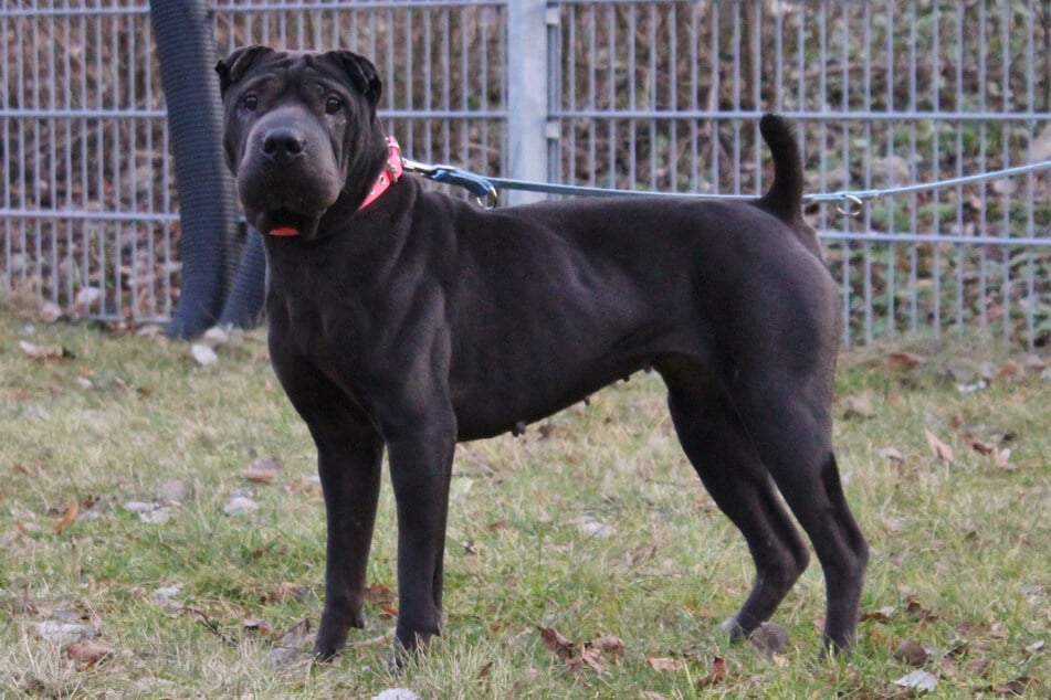 Shar-Pei "Jade" hat in ihren fünf Lebensjahren kaum Erfahrungen sammeln dürfen.