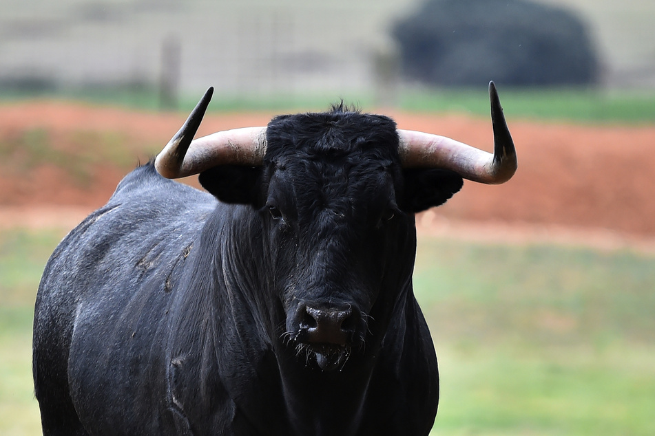 In Österreich geriet ein Stier außer Rand und Band. (Symbolbild)