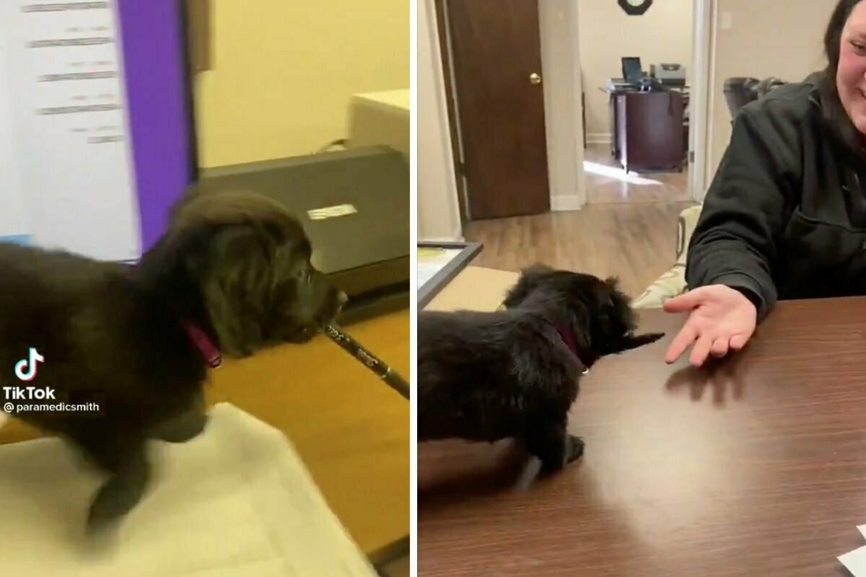 Tiny dog wins employee of the month with his paw-sitive attitude!