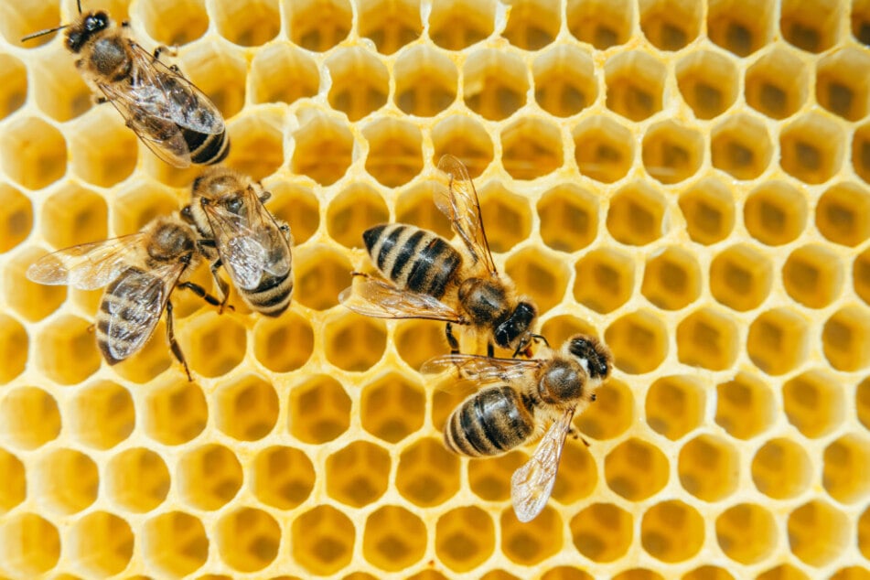 Im Botanischen Garten erfahrt Ihr am Sonntag alles über Bienen und die Imkerei. (Symbolbild)