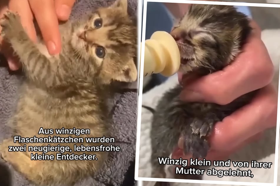 Babykatzen kämpften sich ins Leben: "Noch mit Plazenta an der Nabelschnur"