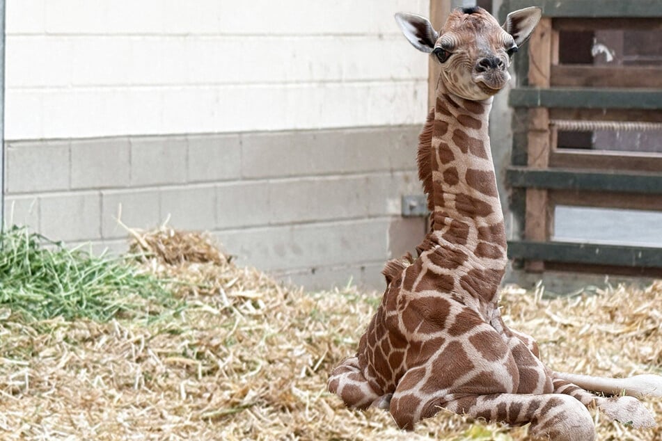 Süße Überraschung im Leipziger Zoo: Giraffe bringt heimlich Nachwuchs zur Welt