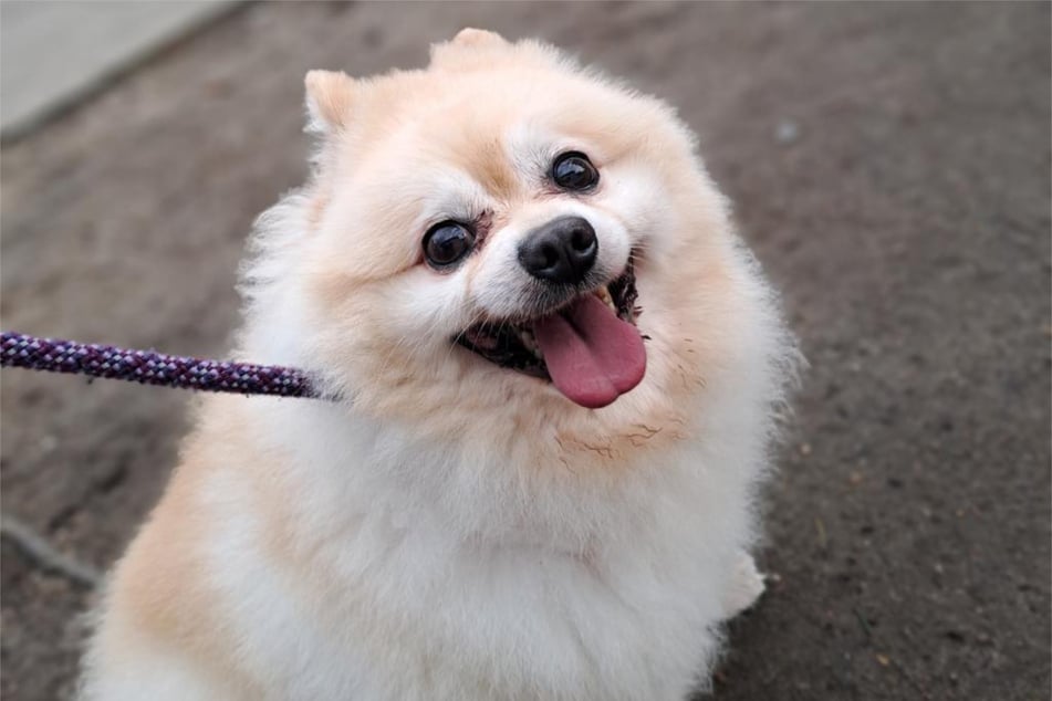 Pomeranian Misha aus dem Hamburger Tierheim ist auf der Suche nach einem richtigen Zuhause.