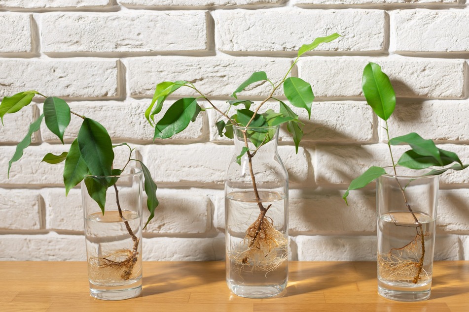 Du kannst Stecklinge ziehen, um gleich mehrere Kopien Deiner Lieblingspflanze zu schaffen.