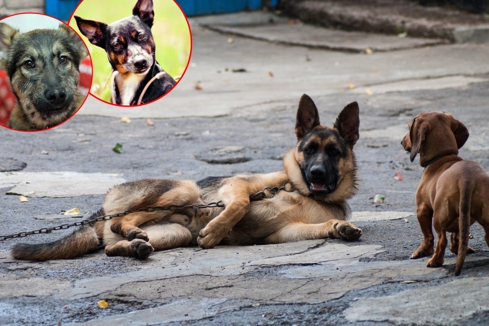 Unkonventioneller Mix im Porträt: Das hat es mit dem Dackel-Schäferhund-Mix auf sich