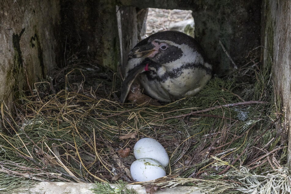 In gut einem Monat könnten aus diesen Eiern kleine Pinguine schlüpfen.