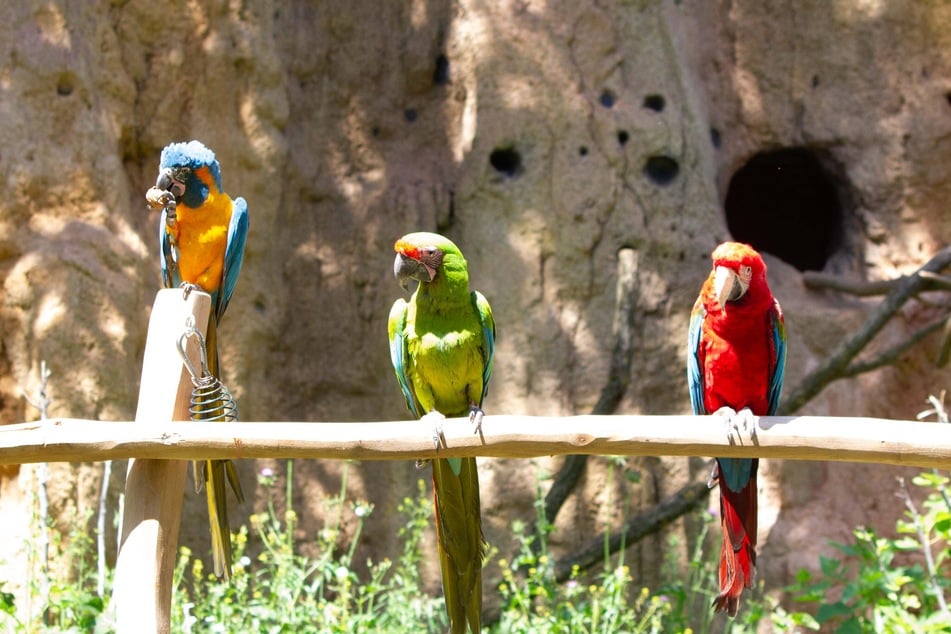 Die ARAkel-Mannschaft des Leipziger Zoos besteht in diesem Jahr aus Blaukehlaras, Grünflügelaras und Bechsteinaras.