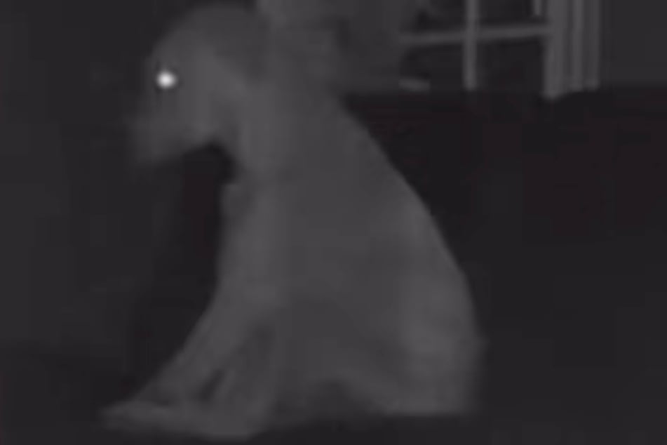 Muy mal: el Labrador CJ está solo en la oscuridad y parece bastante abatido.