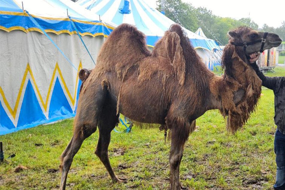 Kamel büxt aus Zirkus aus und macht Ausflug durch Stuttgart