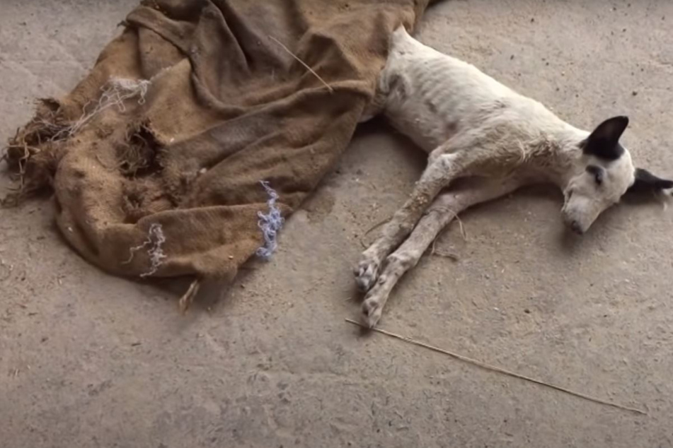 Der Hund schien nicht mehr leben zu wollen.