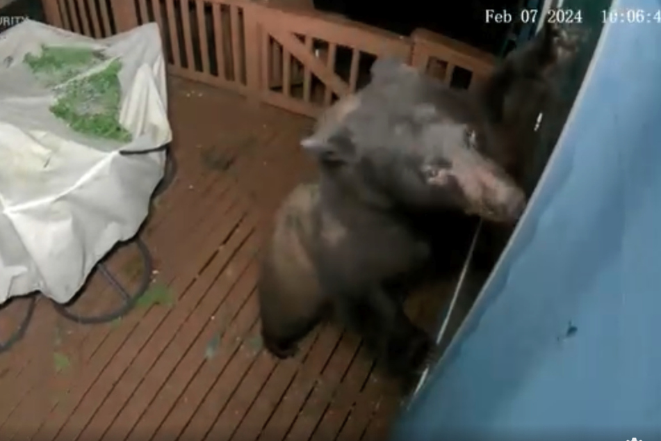 This brown bear's attempted break in was caught on camera.