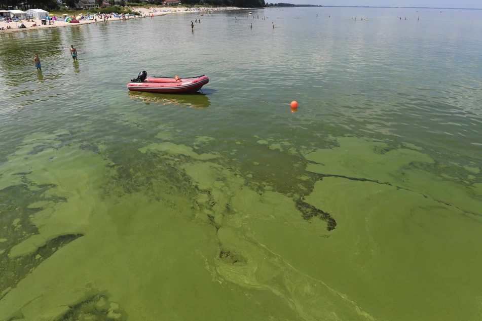 Grünalgen treiben im Wasser am Strand von Lubmin. Neben hohen Wassertemperaturen ist auch die Überdüngung der Ostsee durch die Landwirtschaft eine Ursache für das Algenwachstum.