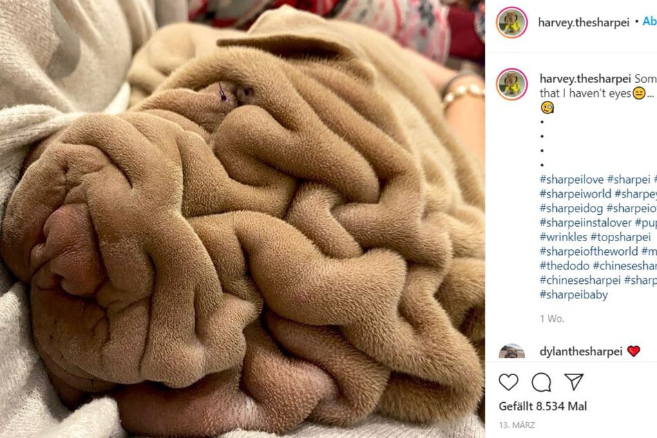 Instagrammers couldn't tell whether the photo showed a blanket or something else.