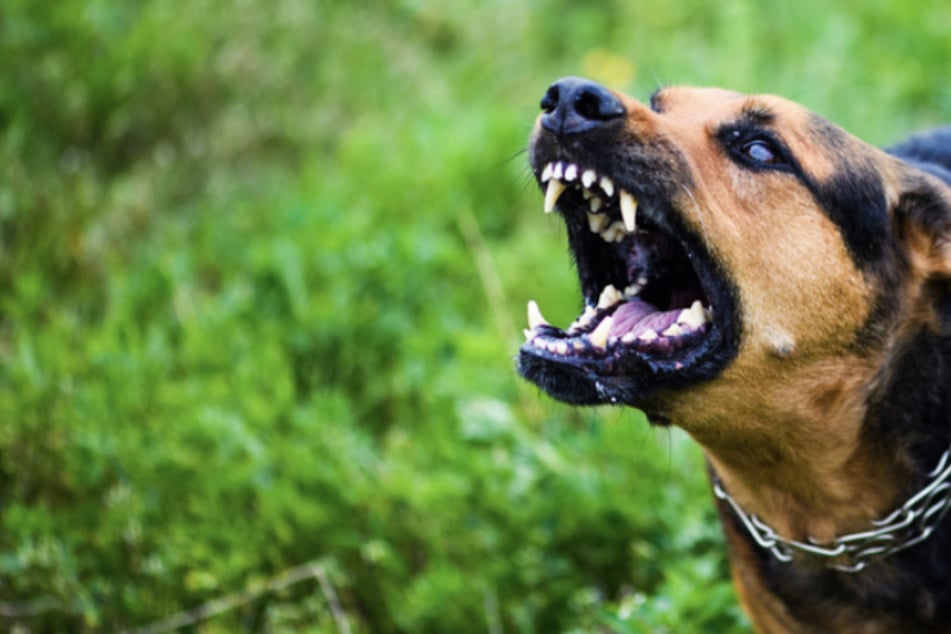 12-Jähriger von Hund gebissen: Polizei sucht braunen Lockenkopf