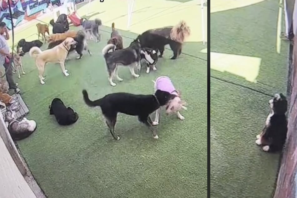 This dog owner was shocked to find her puppy hiding in the corner instead of playing with the other dogs at daycare.