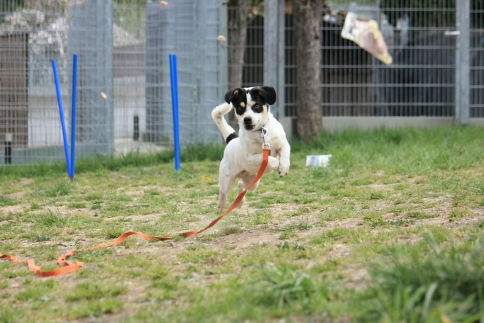 Der aufgeweckte Hund braucht viel Auslauf und Training.