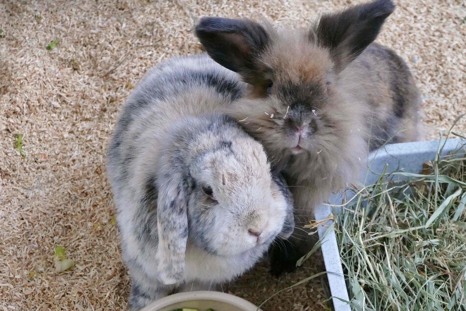 Die Kaninchen Timmy (l.) und Emma suchen ein gemeinsames Zuhause.