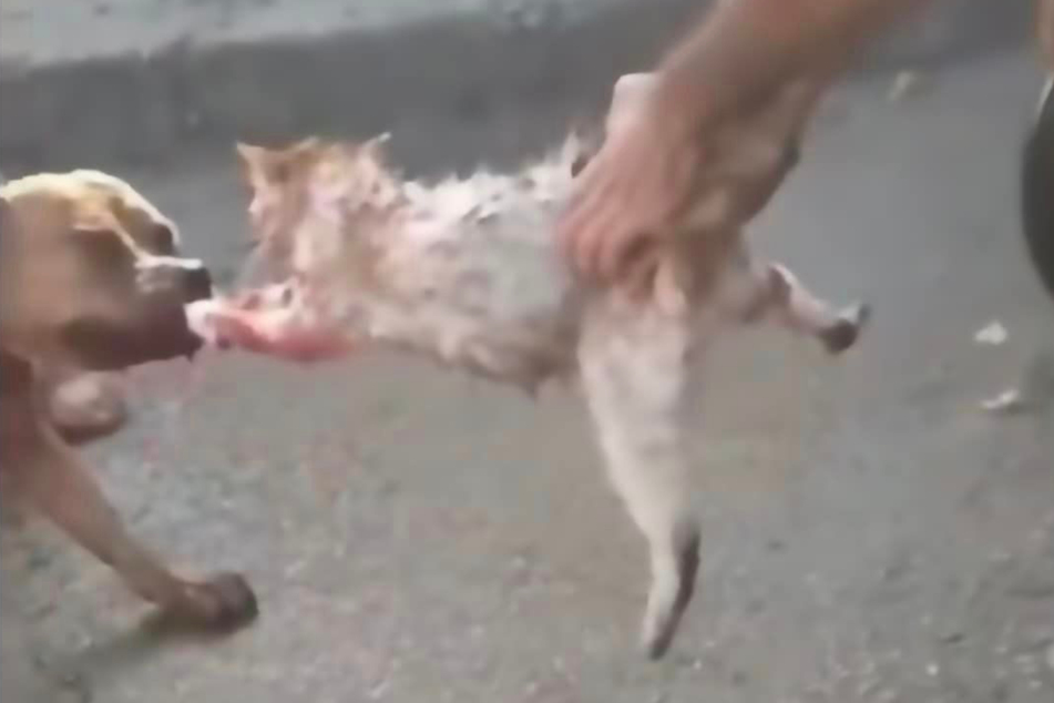 Ein Foto zeigt, wie jemand die Katze vom Kampfhund wegzieht.