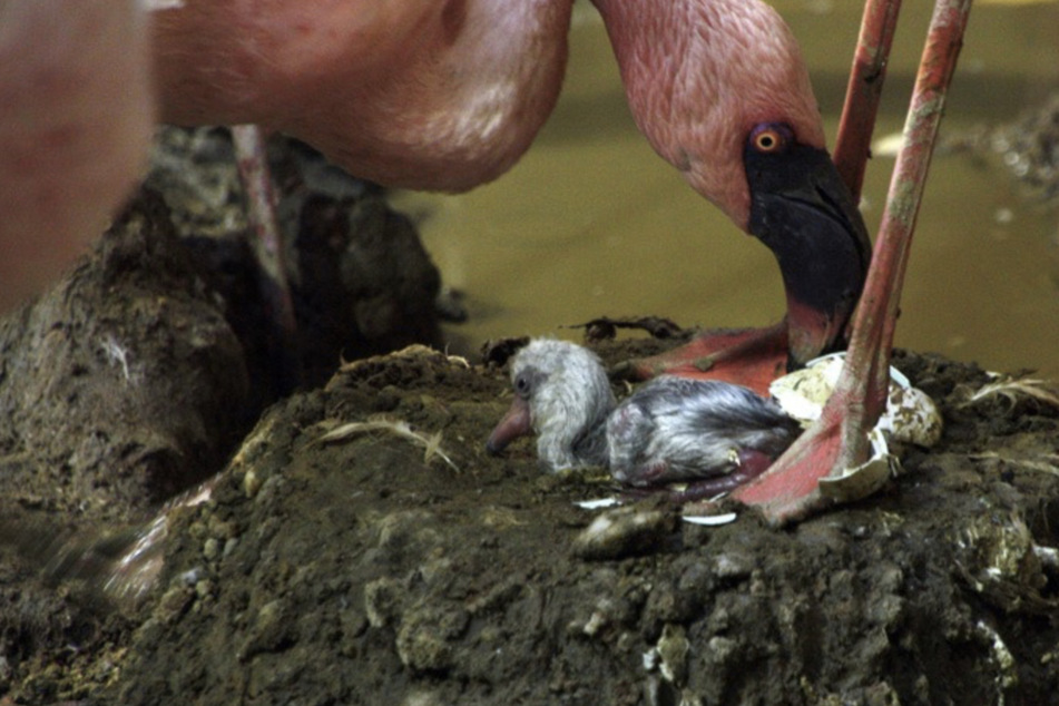 Rosa und klein: Leipziger Zoo freut sich über Nachwuchs bei den Flamingos