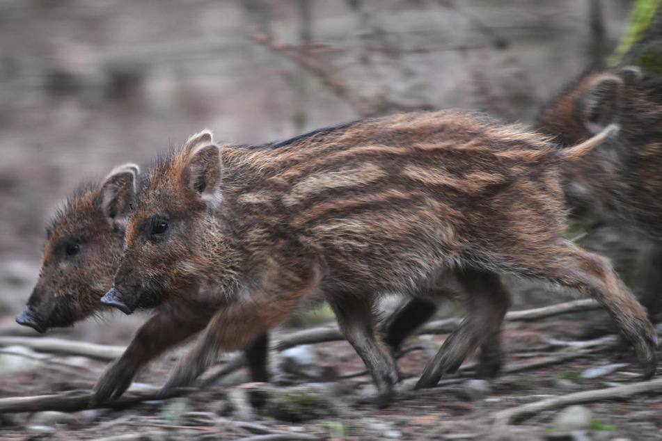 Frischlinge laufen durch ein Wildgehege. In den Forsten Berlins gehören Wildschweine zur Stadtnatur.