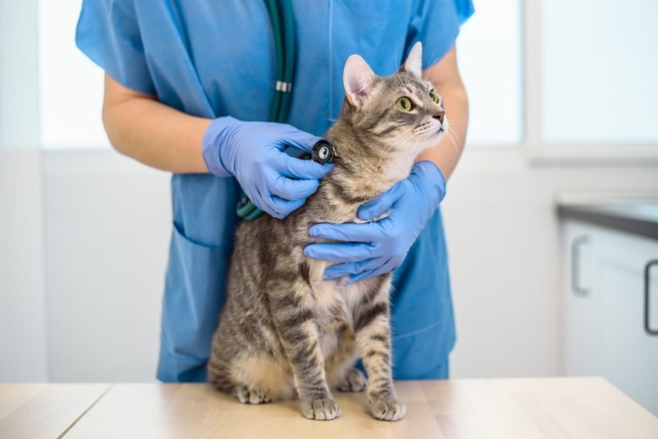 Eine tiermedizinische Untersuchung kann Aufschluss darüber geben, warum eine Katze komisch miaut.