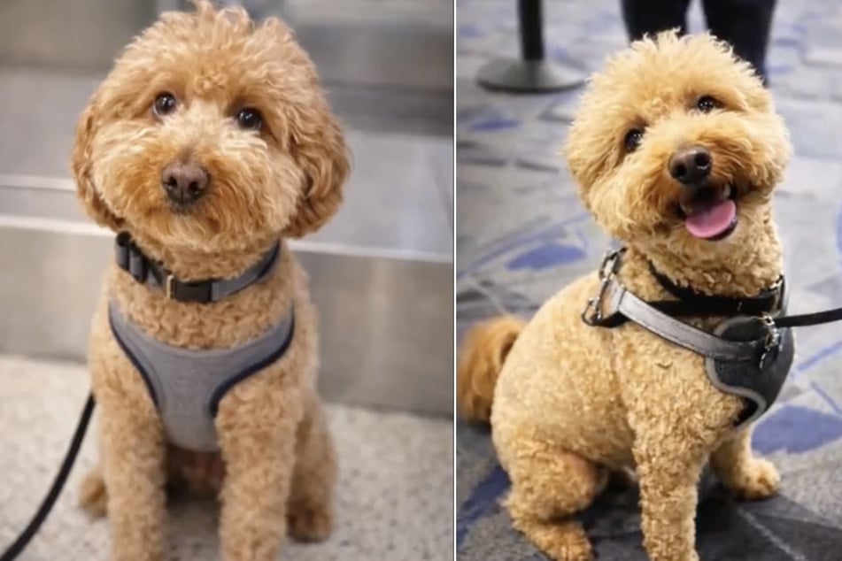 Der niedliche Vierbeiner "JetBlue" sucht nun ein neues Zuhause.