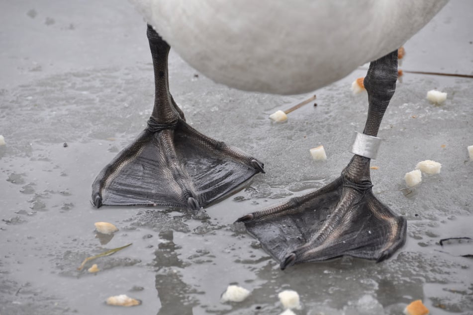 Ein Schwan wurde am Moselufer in Kinheim auf brutale Art und Weise getötet. (Symbolbild)