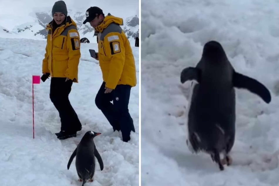 The two Antarctic guests reportedly did not even notice the penguin at first!