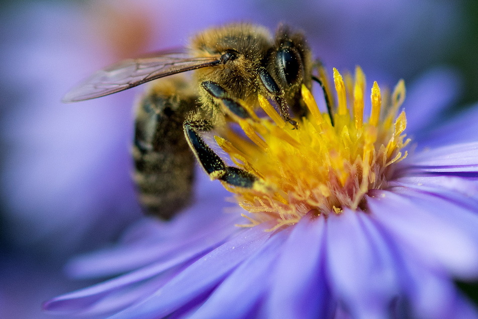 Mittlerweile will den Bienen kaum noch jemand helfen (Symbolbild).