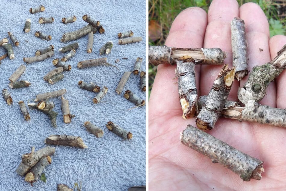 Nein, hier liegen nicht nur Stöckchen herum: Zwischen dem Holz befinden sich gleich mehrere Insekten, die sich perfekt tarnen.