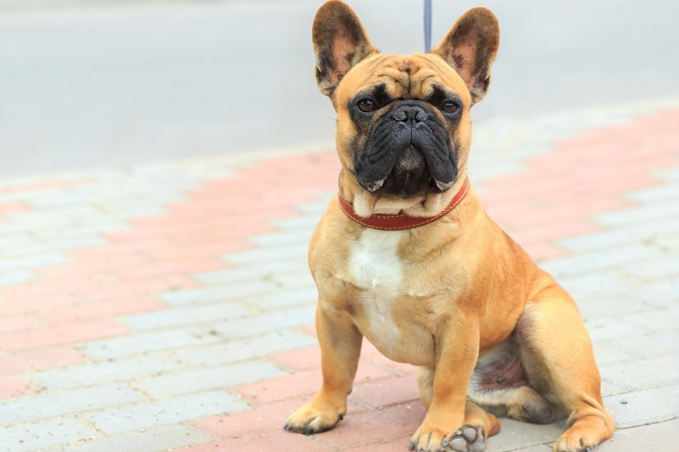 Immer wieder kommt es vor, dass Hunde vor Supermärkten gestohlen werden. (Symbolfoto)