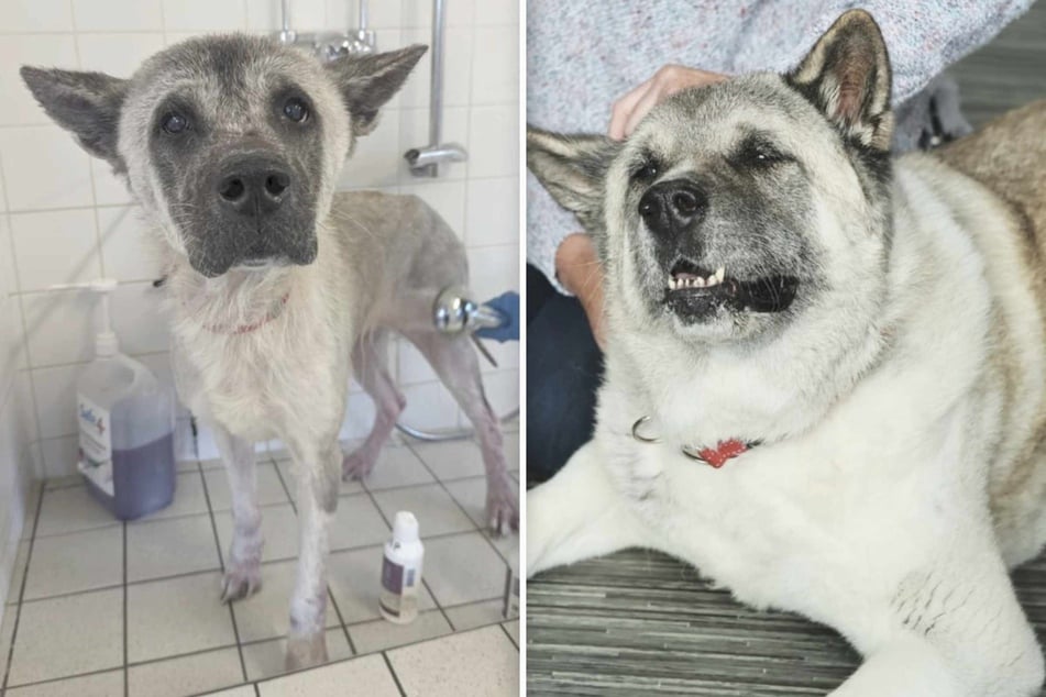 First the fur on her head came back, then all over her body, and in the end, the dog was unrecognizable.