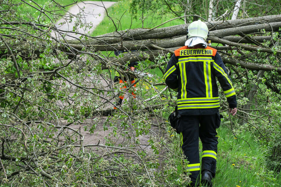 Erzgebirge: Sturmböen reißen mehrere Bäume um