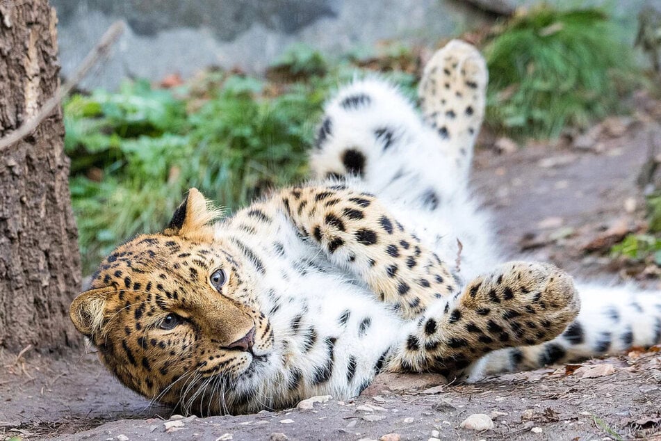 Die Amurleoparden wollen Nachwuchs in ihrer Mitte begrüßen. (Archivbild)