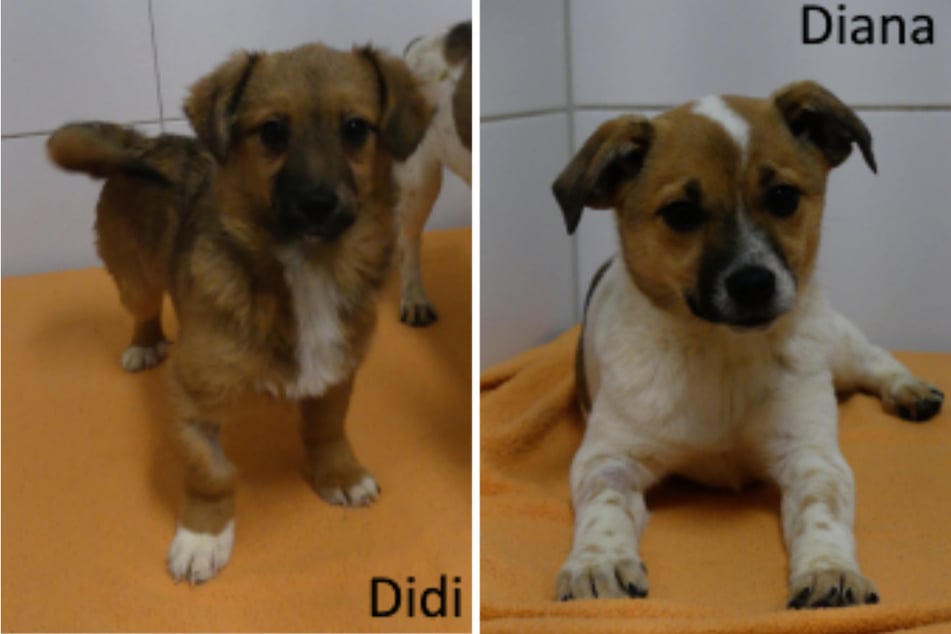 Wir dürfen vorstellen: "Didi" und "Diana" zählen zu den neun jungen Hunden, die nun in Kassel vermittelt werden sollen.