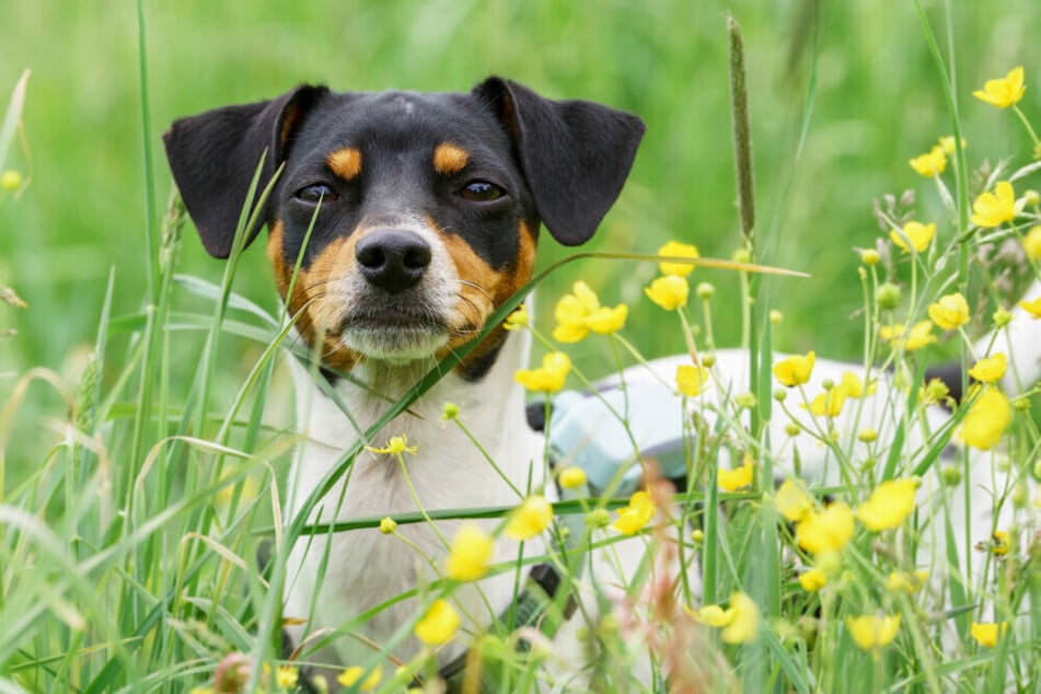 Pinscher-Mix Amy Floh hofft auf Menschen, die ihr zeigen, wie schön ein entspanntes Hundeleben sein kann.