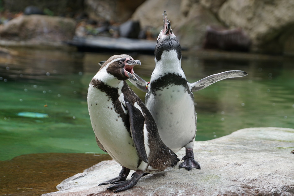 Die Pinguine erfreuen sich am langsam erwachenden Frühling.