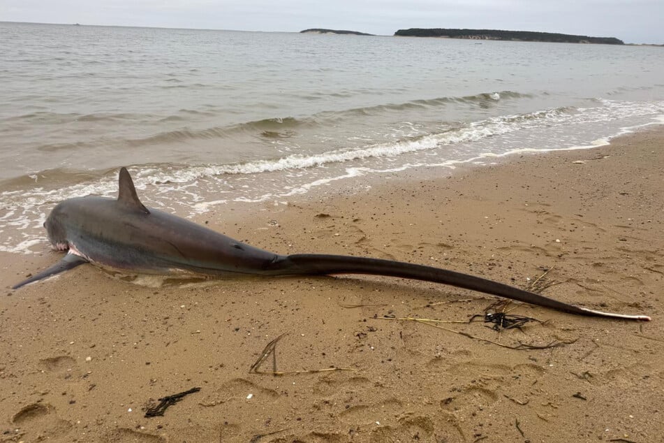 Die Haiart sticht insbesondere durch eine lange Schwanzflosse ins Auge.