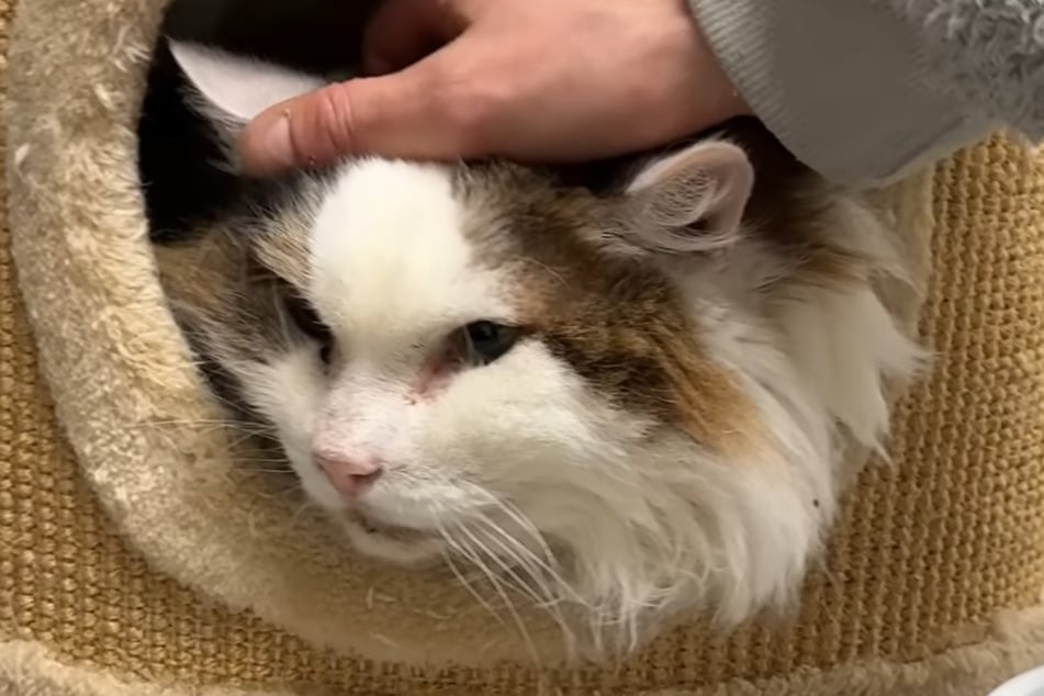 Die Tierretter päppeln den Vierbeiner nun nach Kräften auf, ehe er anschließend hoffentlich bald ein neues Zuhause findet.