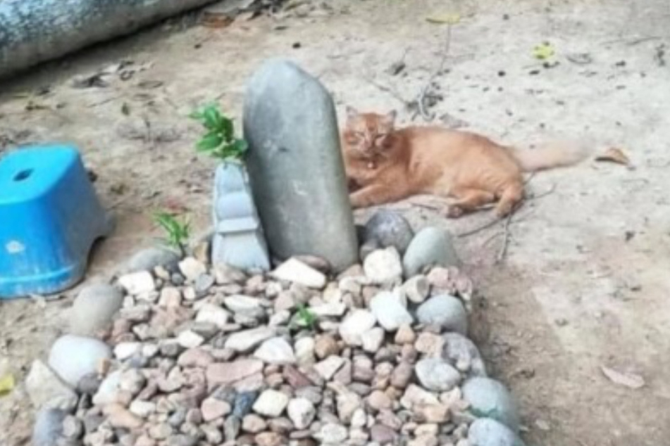 Nana at her owner's graveside.