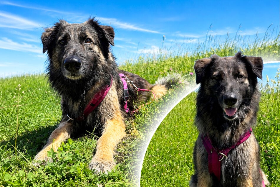Schäferhund-Mix wartet schon viel zu lange: Findet Ela endlich ihr Happy End?